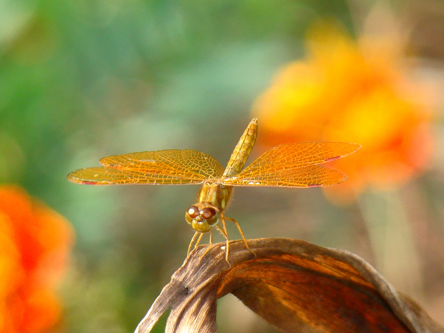 Dragon Fly ...tonos naranja