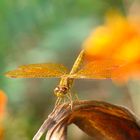 Dragon Fly ...tonos naranja