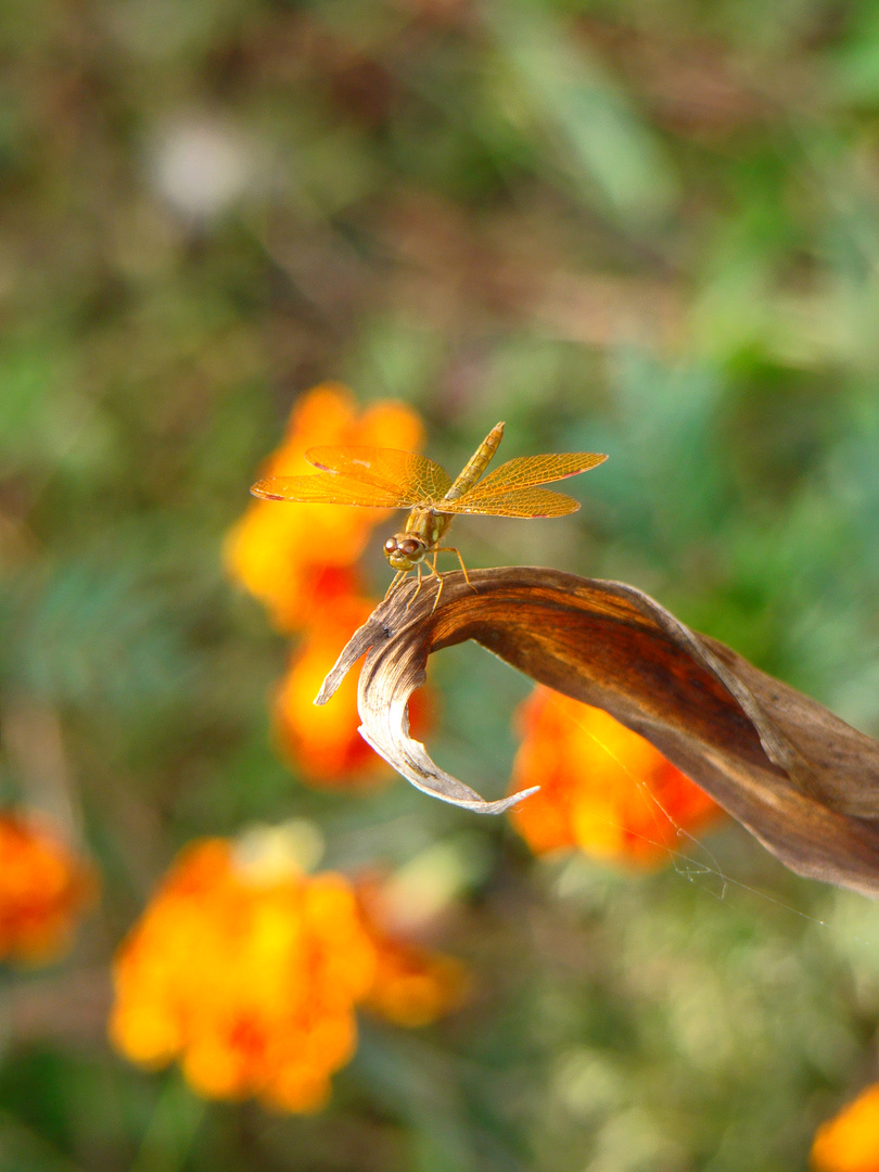 Dragon Fly...enfatuado de naranja