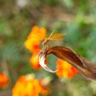 Dragon Fly...enfatuado de naranja