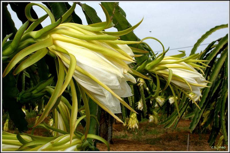 Dragon-Fruit blossom