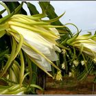 Dragon-Fruit blossom