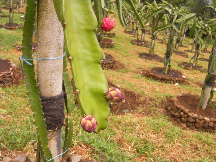 Dragon Fruit Garden