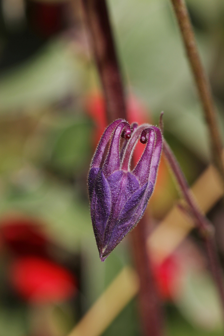 Dragon Head - Dark Columbine - Macro Aquilegia Atrata