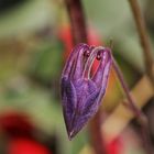 Dragon Head - Dark Columbine - Macro Aquilegia Atrata