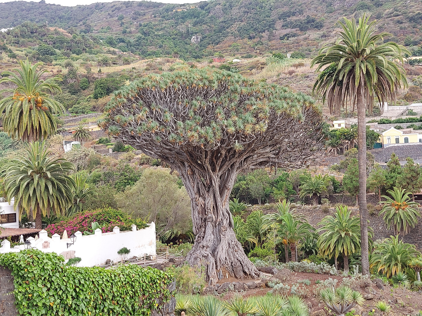 Dragón Milenario  Tenerife 