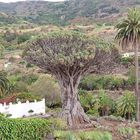 Dragón Milenario  Tenerife 