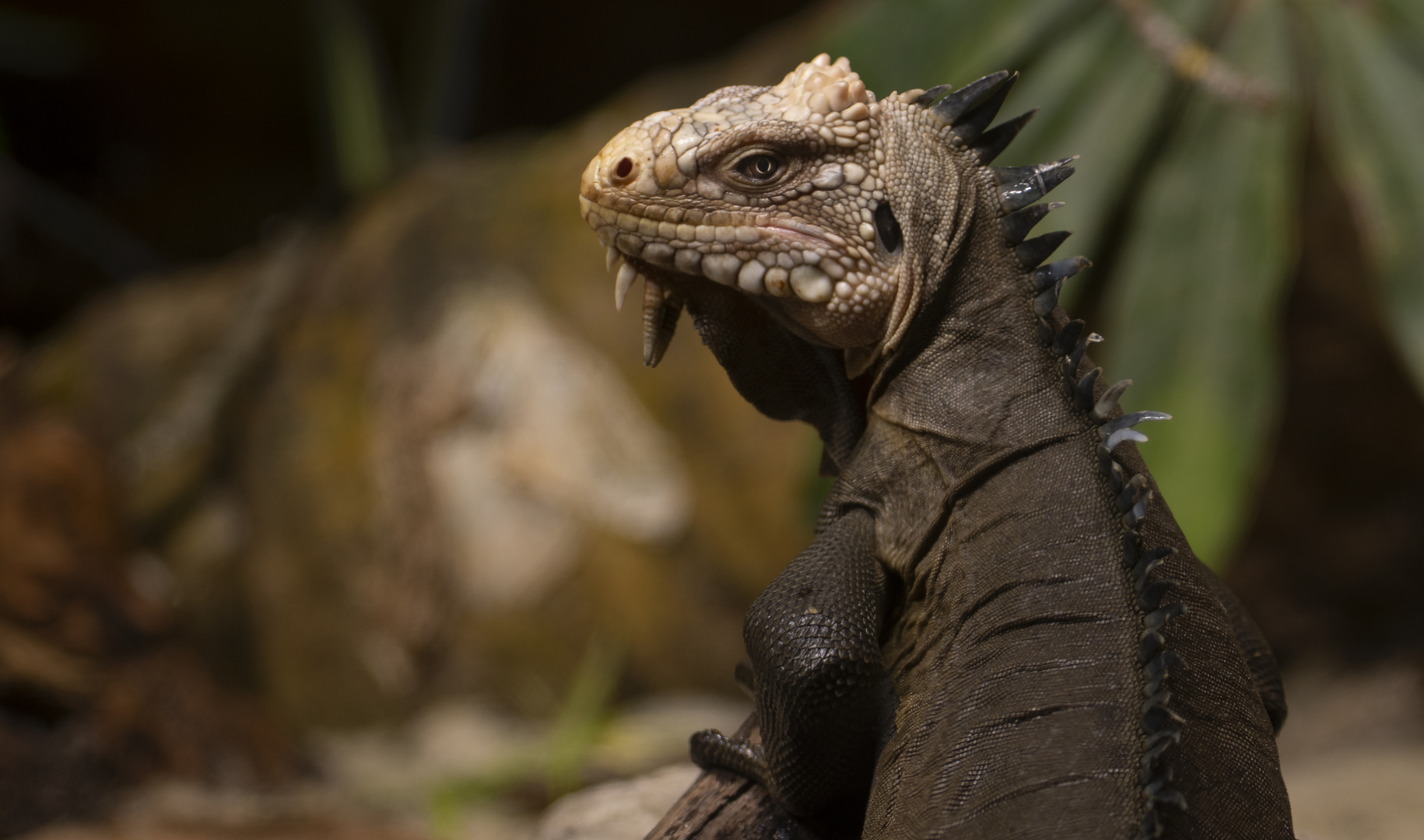 Dragon paisible (Iguana delicatissima, iguane des petites Antilles)