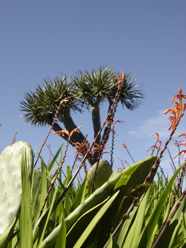 Dragon tree