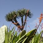 Dragon tree