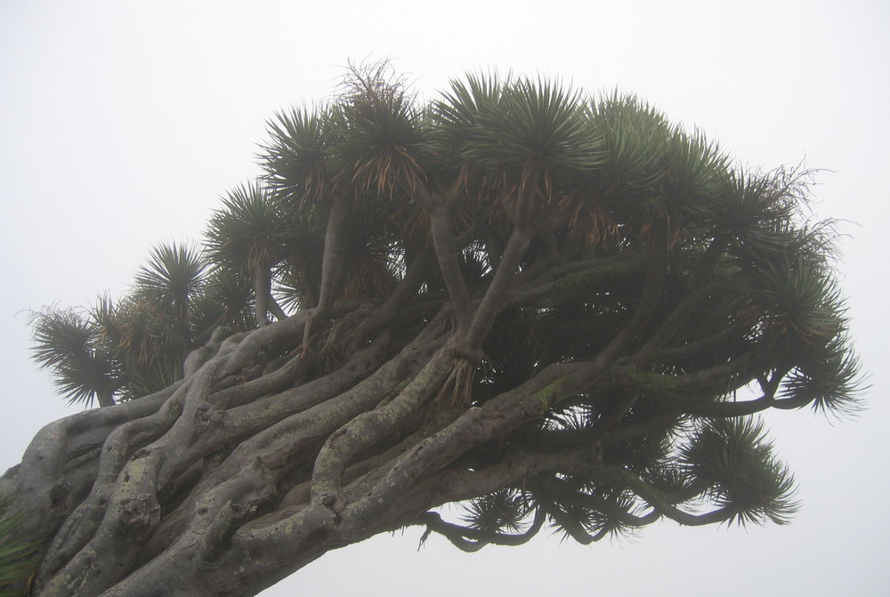 Dragon Tree in the Fog :.: Drago en Bruma :.: Drachenbaum im Nebel