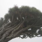 Dragon Tree in the Fog :.: Drago en Bruma :.: Drachenbaum im Nebel