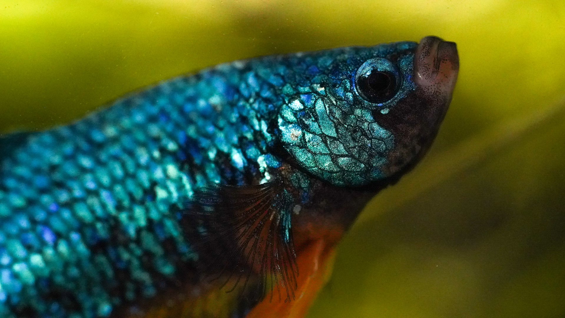 Dragon Yellow Turquoise Marble Show Plakat Betta Fish Male