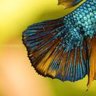 Dragon Yellow Turquoise Marble Show Plakat Betta Fish Male Flosse