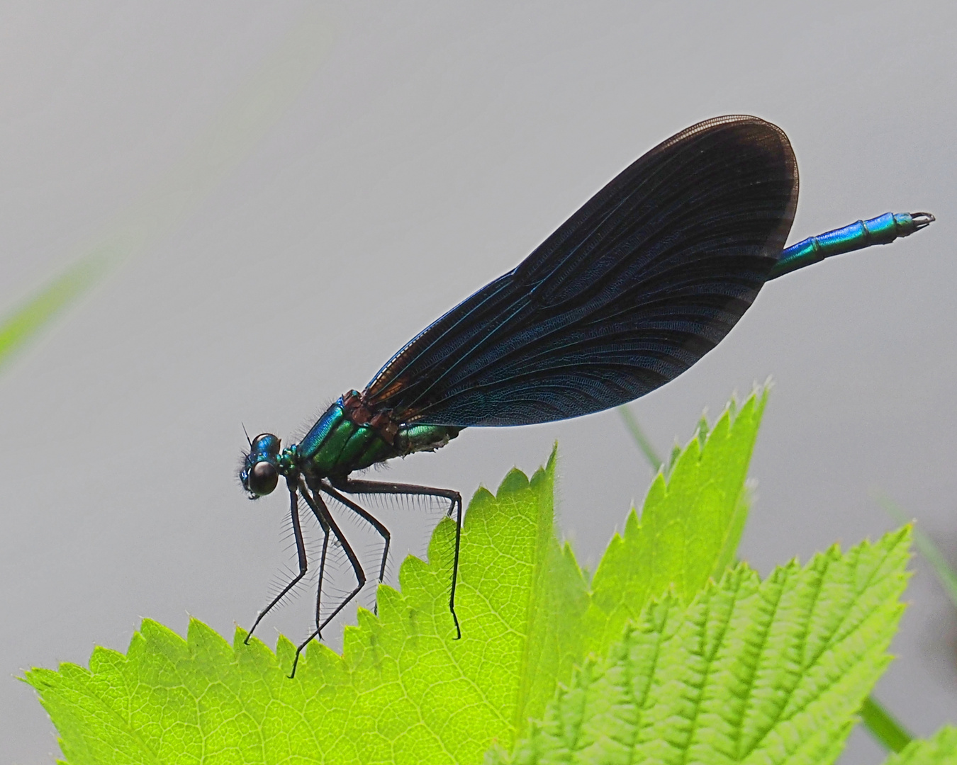 DragonbutterflyCloseup