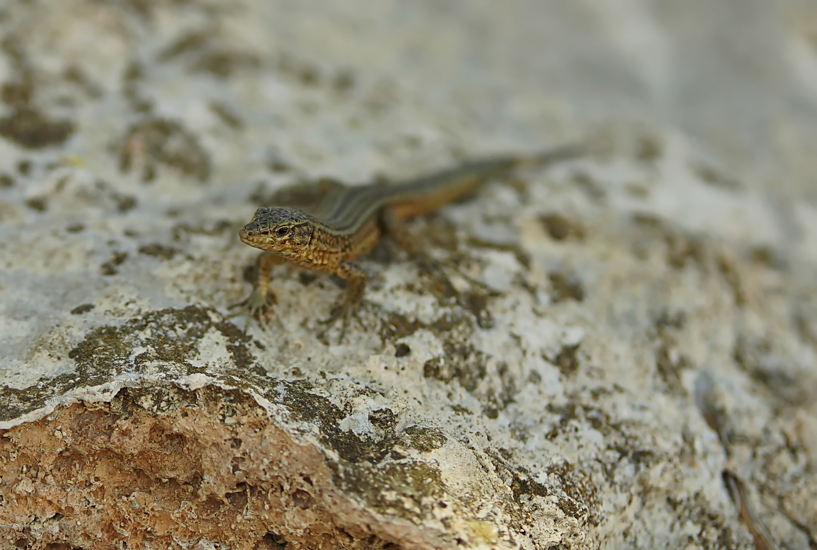 Dragonera-Eidechse (Podarcis lilfordi ssp. giglioli)