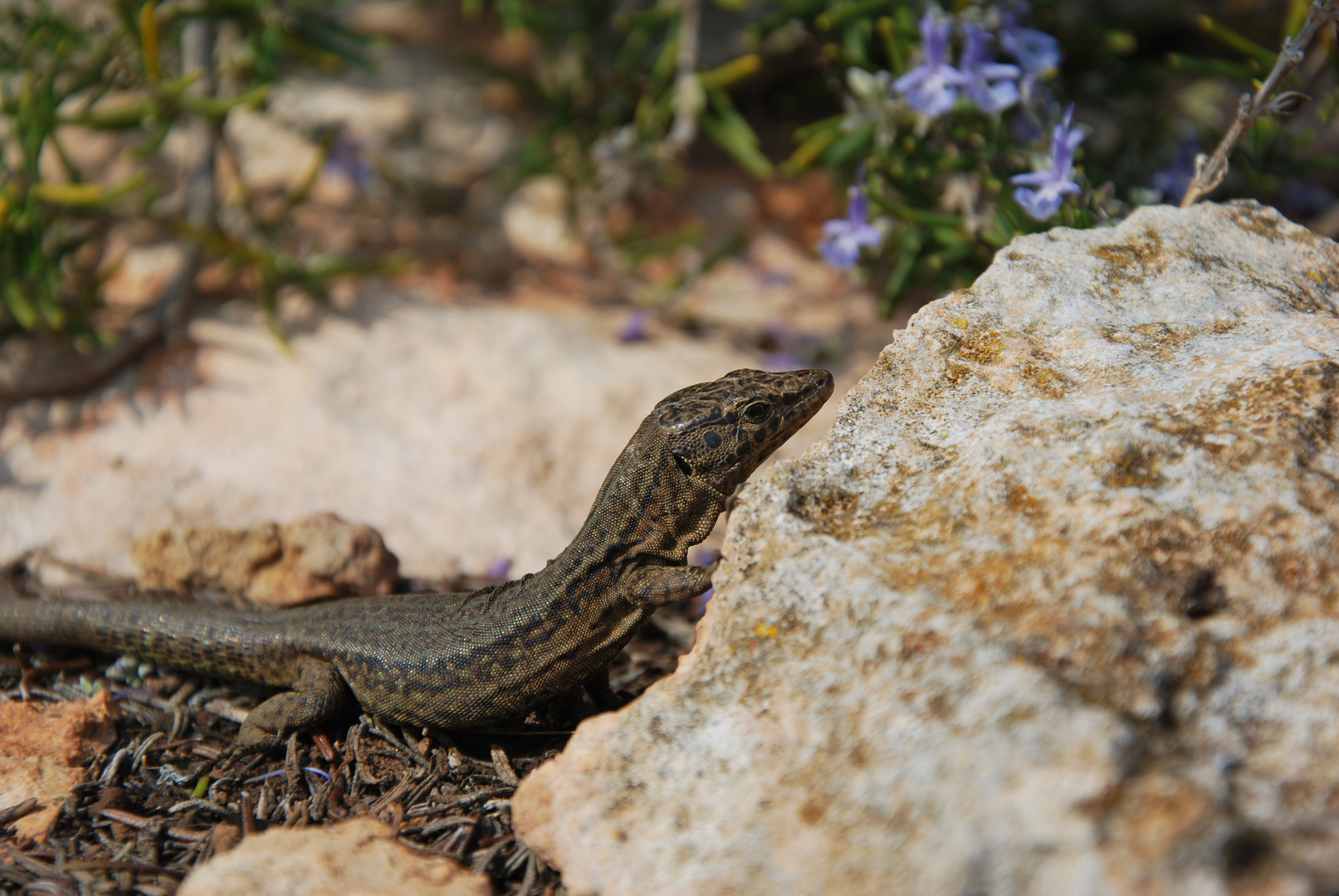 Dragonera Eidechse (Podarcis lilfordi ssp. giglioli)