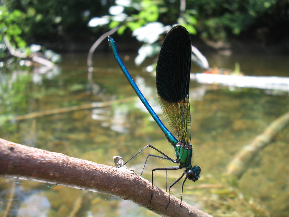 dragonflie in france