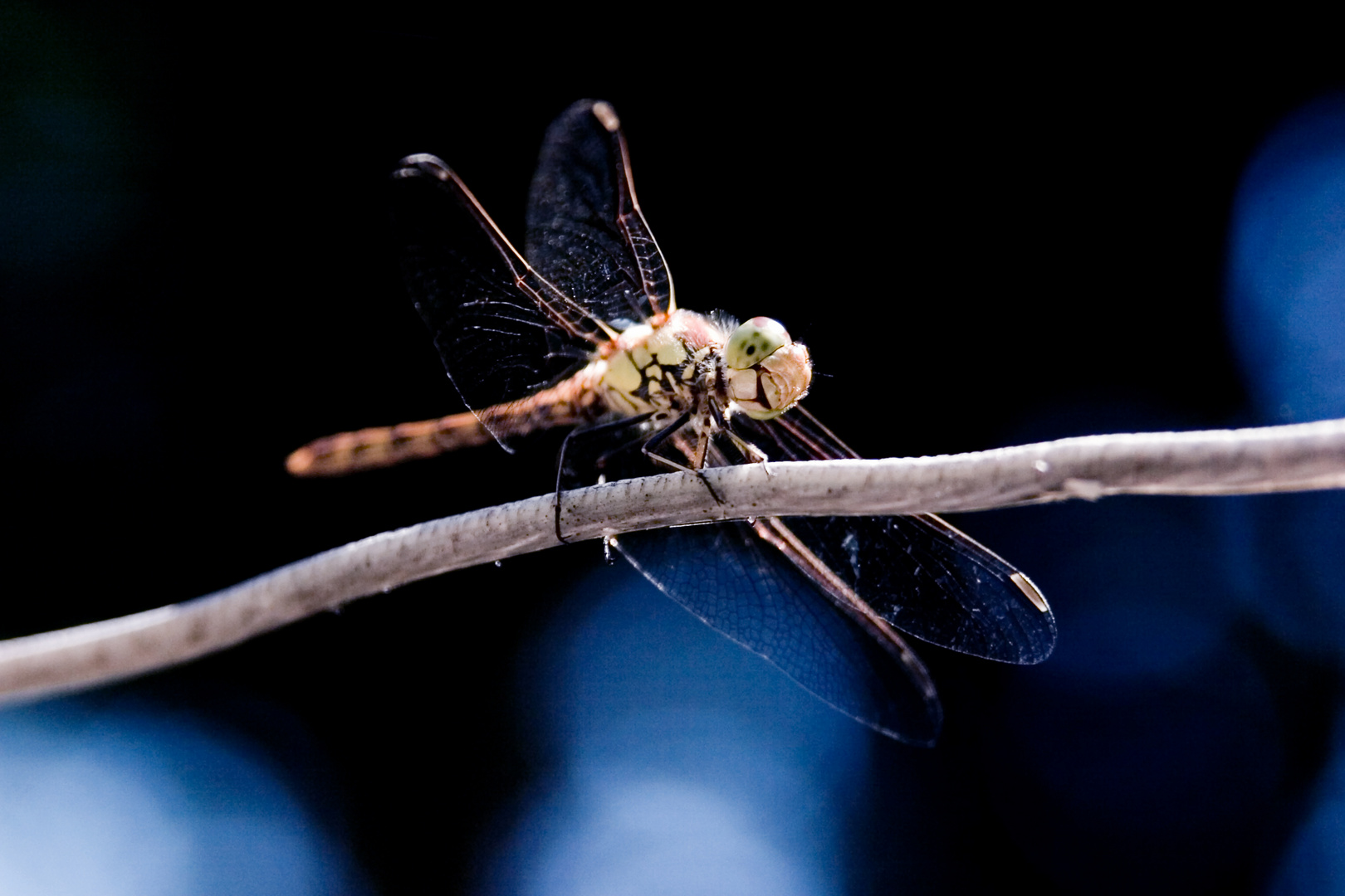 Dragonflie on a rope