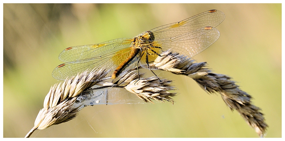 Dragonflies