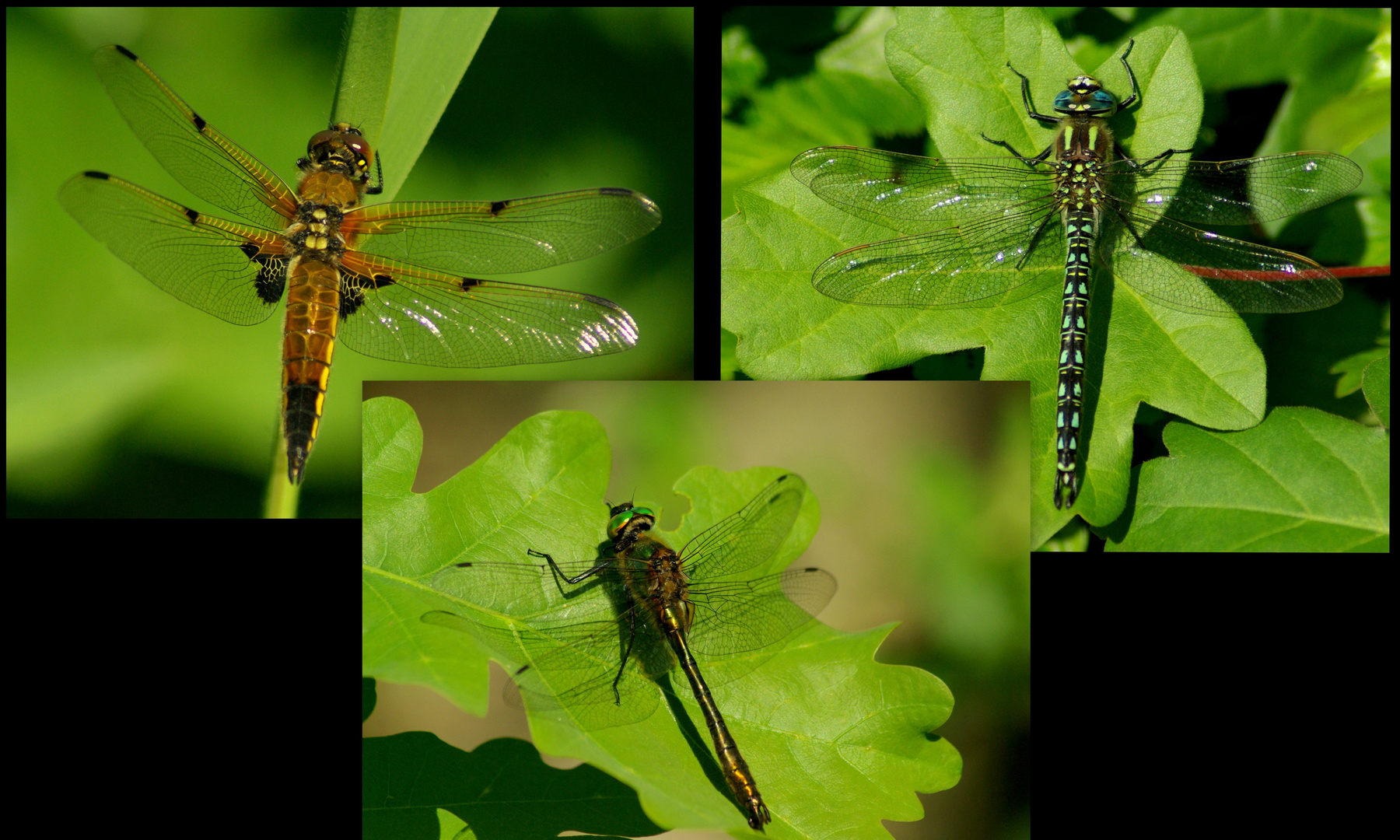 Dragonflies...