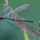 Dragonflies