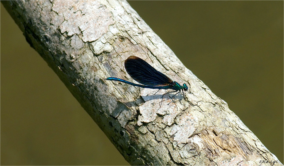 Dragonflies - Blauflügel-Prachtlibelle