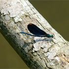 Dragonflies - Blauflügel-Prachtlibelle