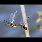 Dragonflies copulation