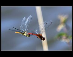 Dragonflies copulation