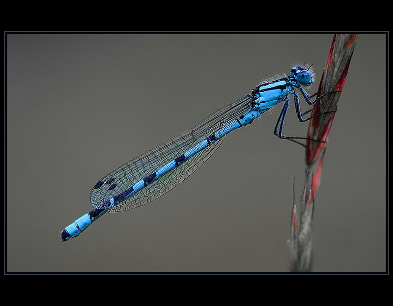 Dragonflies