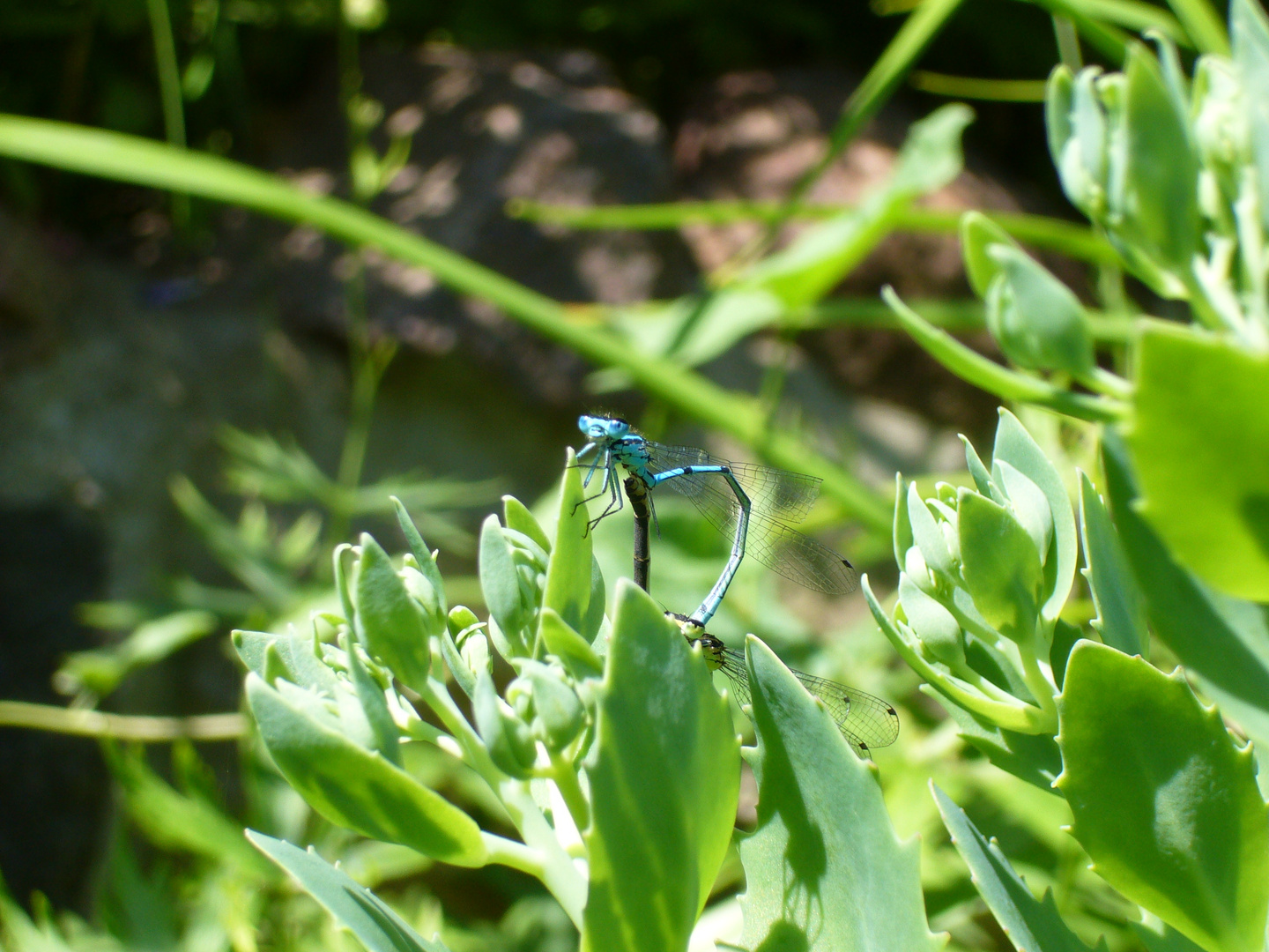 dragonflies mating