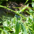 dragonflies mating