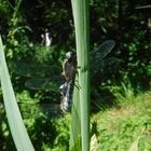 Dragonflies mating