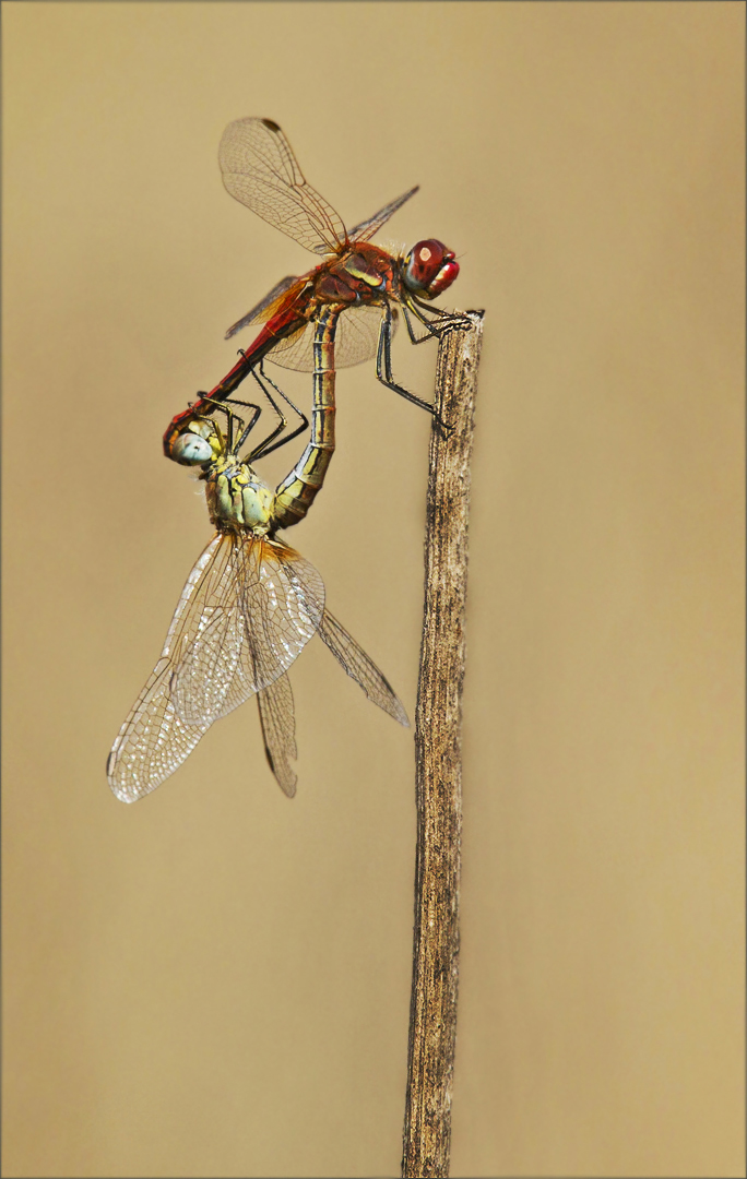 Dragonflies mating