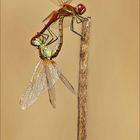 Dragonflies mating