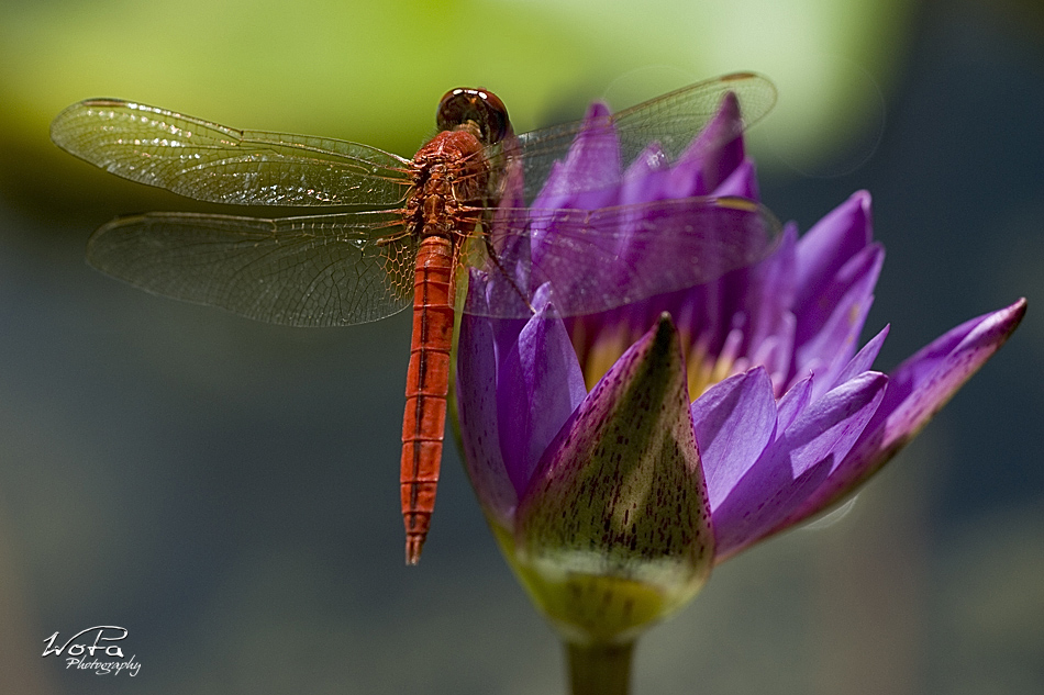 Dragonflies of Siam