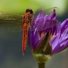 Dragonflies of Siam