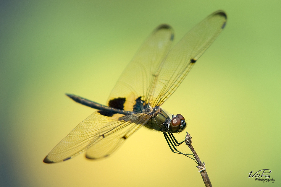 Dragonflies of Siam