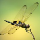 Dragonflies of Siam