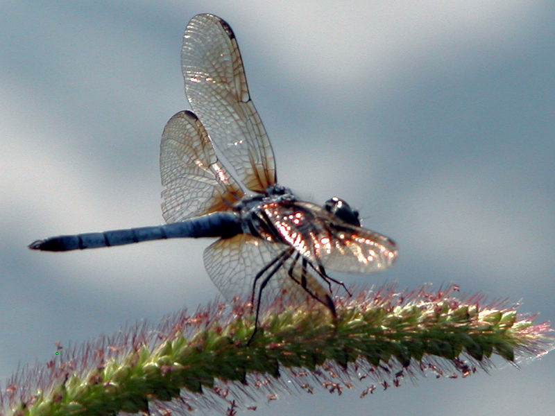 Dragonfly!