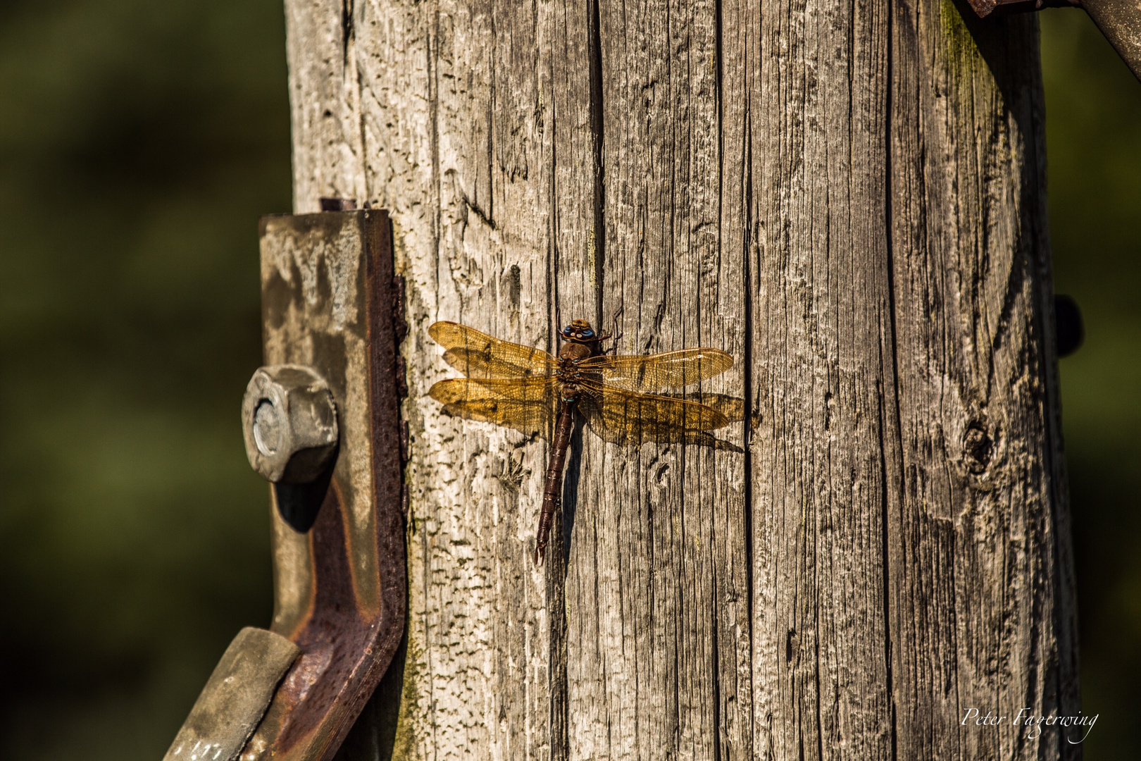 Dragonfly 