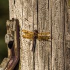 Dragonfly 