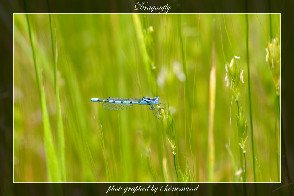 Dragonfly