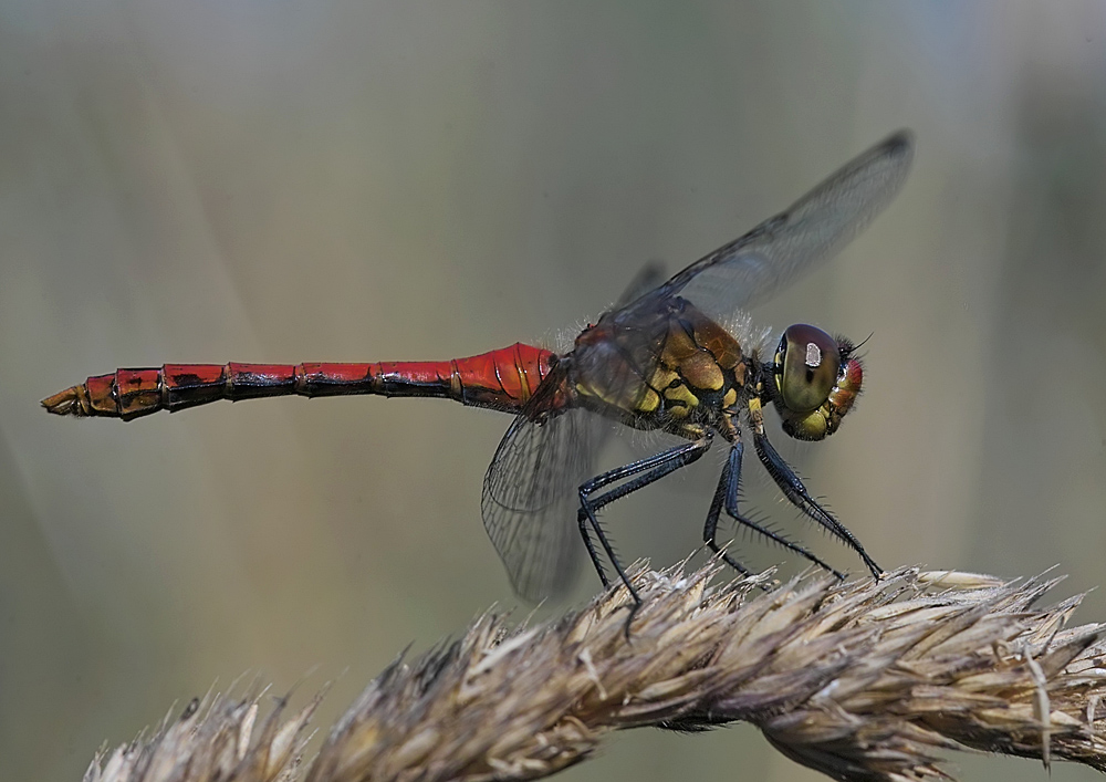 Dragonfly