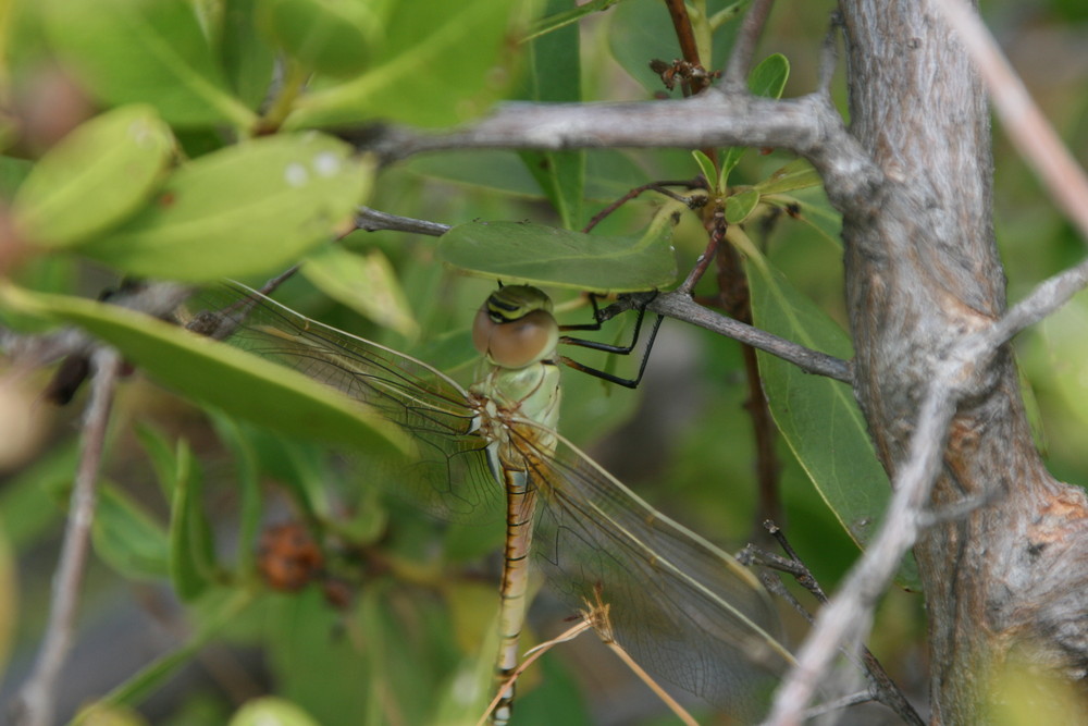 Dragonfly