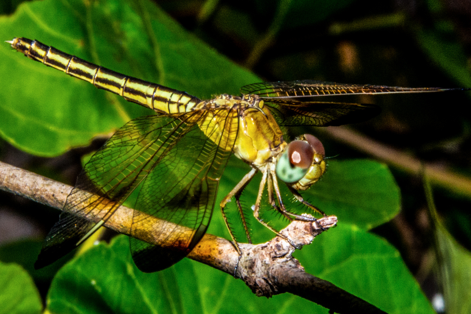 Dragonfly