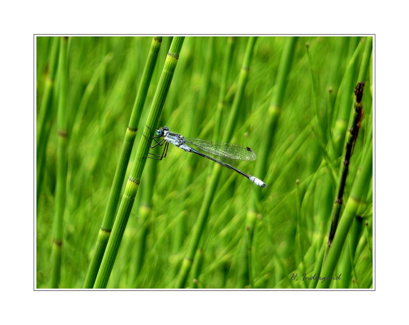 Dragonfly