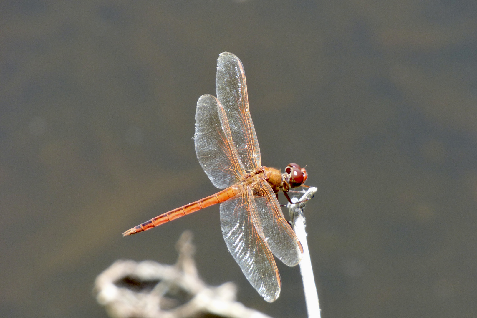 Dragonfly 