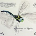 dragonfly